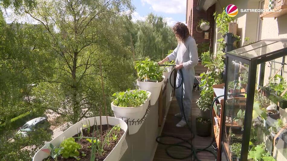 Gummibaum strken: Hausmittel als natrlicher Dnger - Video | WEB.DE