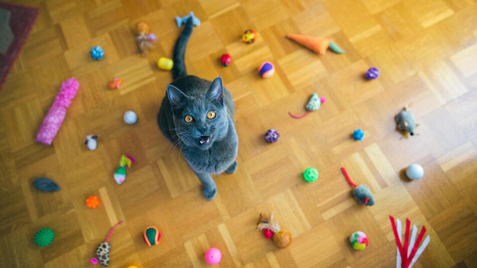 Katze umringt von Spielzeug