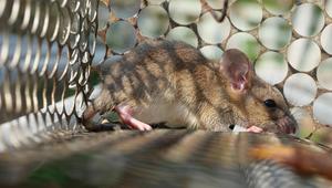Ratte in Käfigfalle