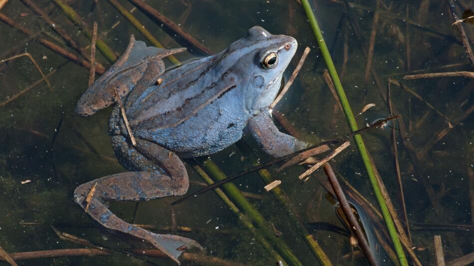 Moorfrosch in der Balzzeit