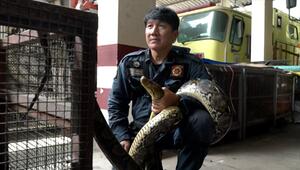 Bangkoks Schlangenflüsterer fängt gefährliche Pythons mit bloßen Händen
