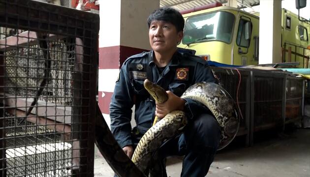 Bangkoks Schlangenflüsterer fängt gefährliche Pythons mit bloßen Händen
