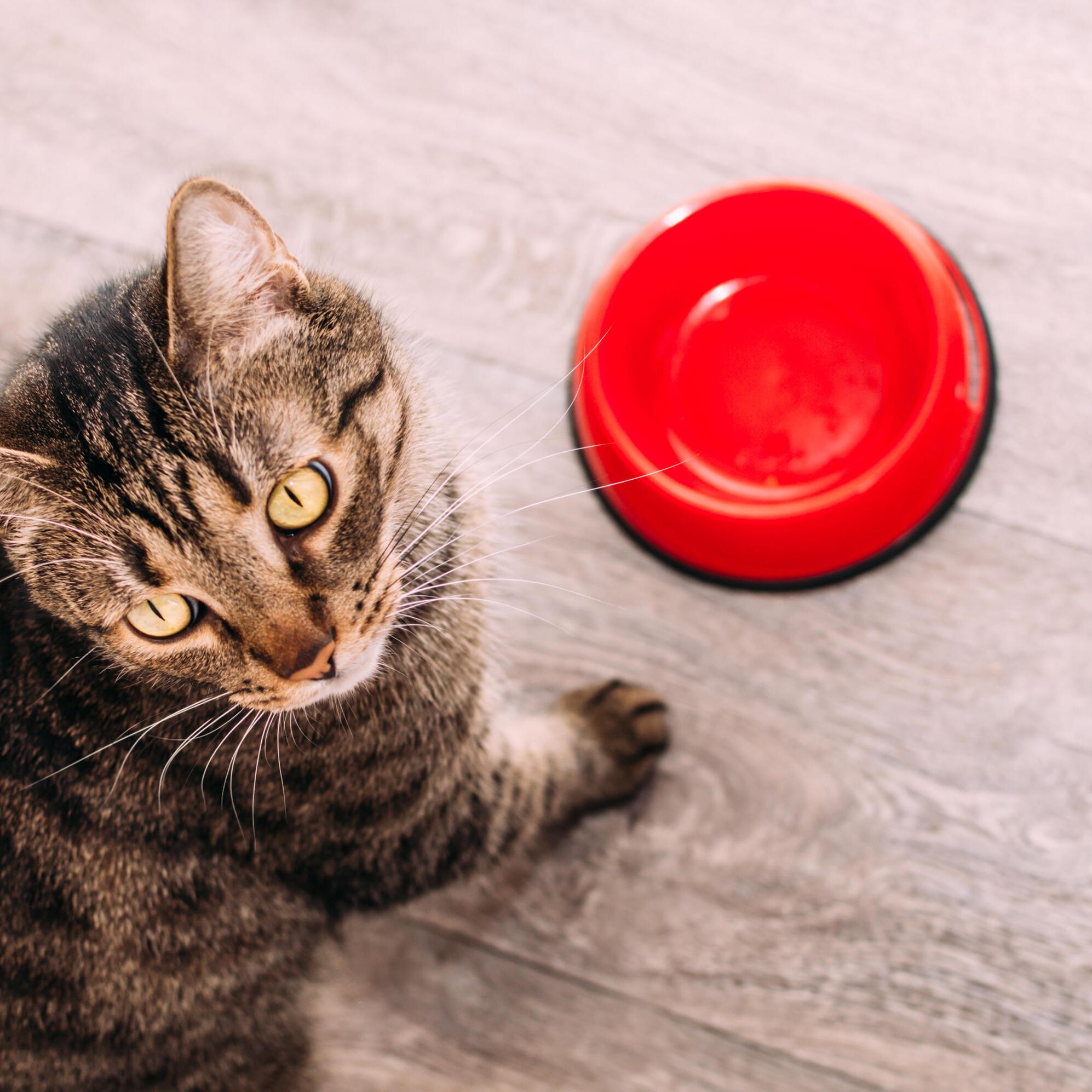 Darum kratzen Katzen neben dem Fressnapf auf dem Boden | WEB.DE