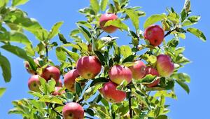 Säulenapfel