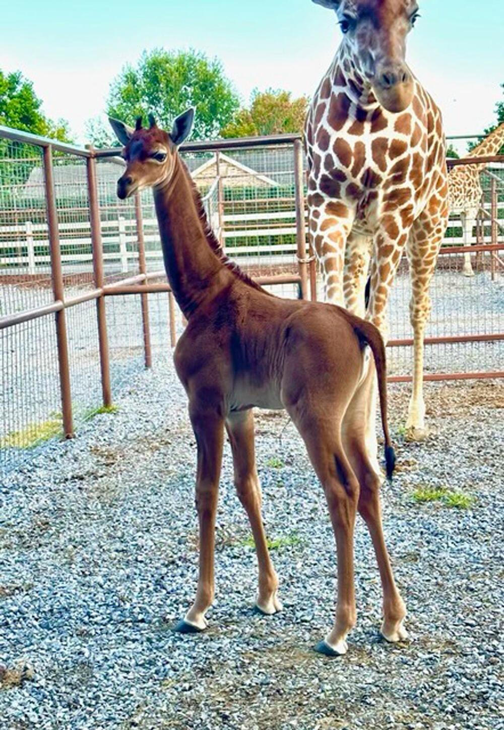 Giraffe ohne Flecken in Tennessee geboren