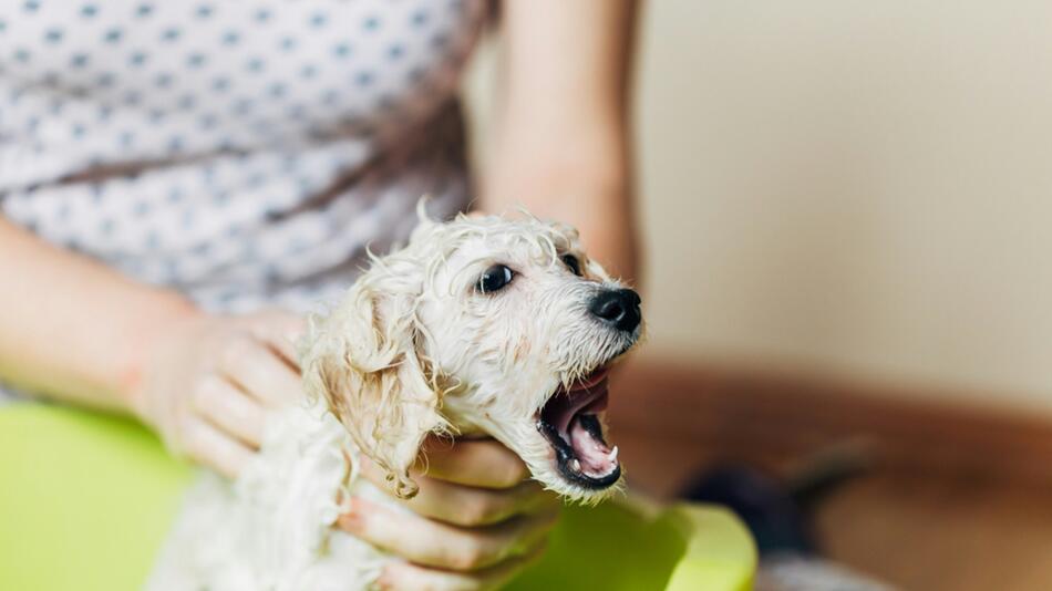 Sind Hundewaschanlagen die Zukunft?