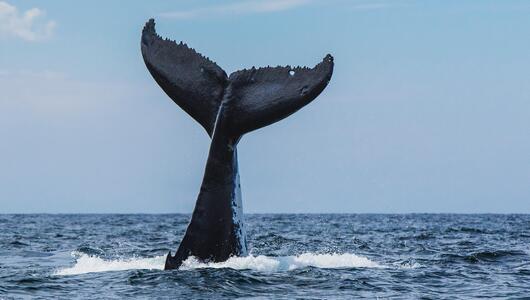Fluke eines Buckelwals, der im Meer abtaucht