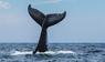 Fluke eines Buckelwals, der im Meer abtaucht