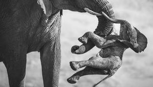 Wildlife Photographer of the Year