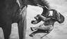Wildlife Photographer of the Year