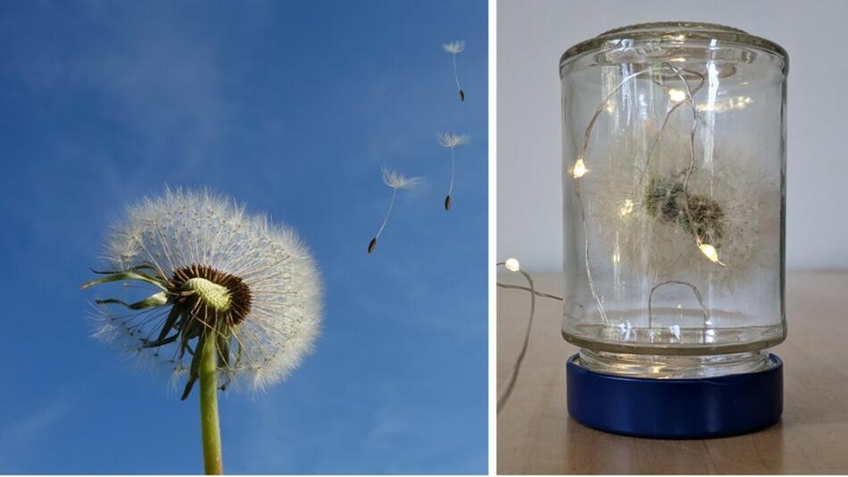 pusteblume haltbar machen