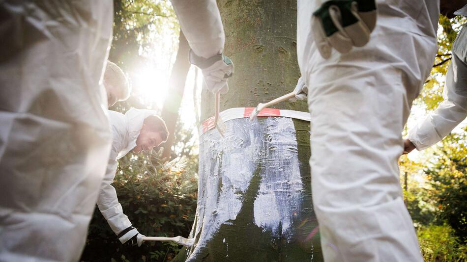 Schutzanstrich gegen Biberverbiss im Berliner Tiergarten