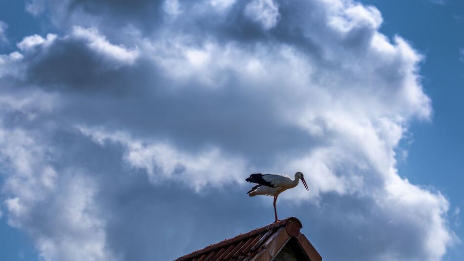 Storch in Mecklenburg-Vorpommern