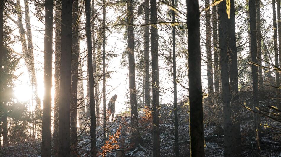 Bayerischer Wald