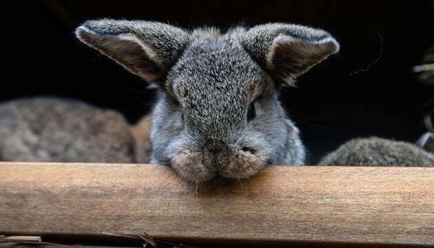 Kaninchen von Wittenberger Polizei in Obhut genommen
