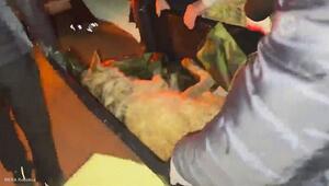 Neun Tage auf der Flucht: Entlaufener Wolf Neukgu in Südkorea eingefangen