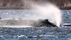 Der Wal wurde immer wieder mit Wasser besprüht.