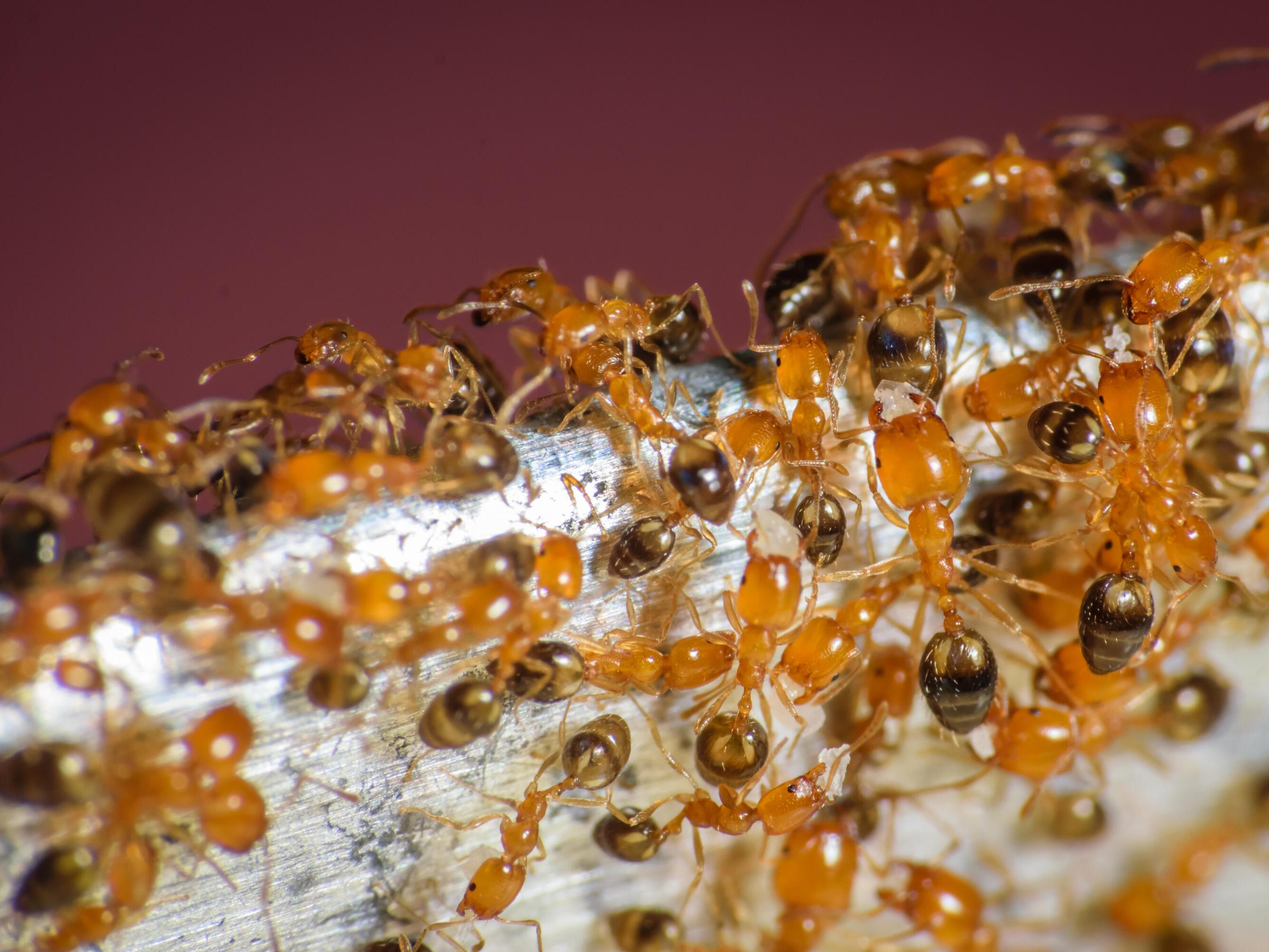 Warum Insektenspray bei Ameisenbefall keine gute Idee ist | WEB.DE