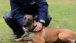 Polizeihund in NRW