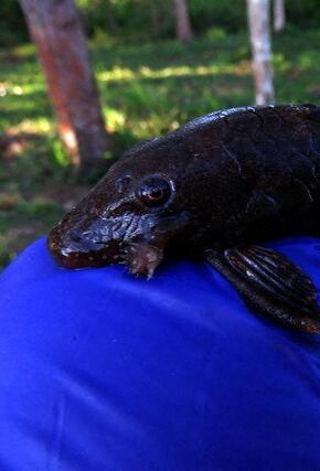 Borstenwels (Ancistrus sp.)