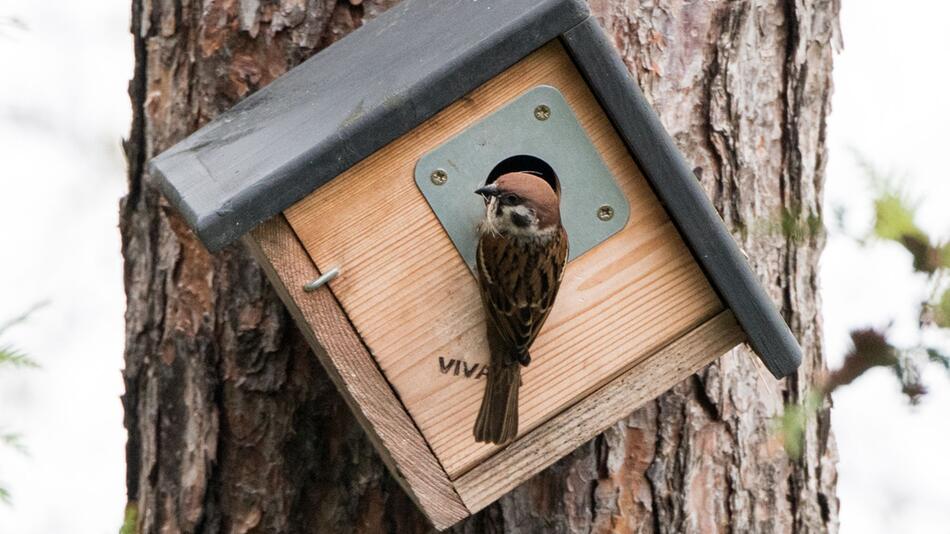 Feldsperling im Garten