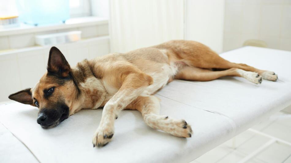 Schäferhund stirbt in zu heißem Auto.