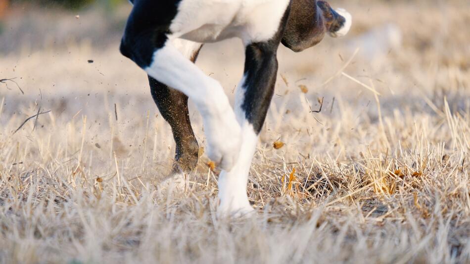 Hunde sondern mit den Pfoten Pheromone ab.