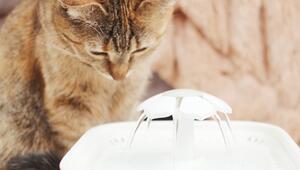 Korrektur!Wenn die Katze das Wasser meidet