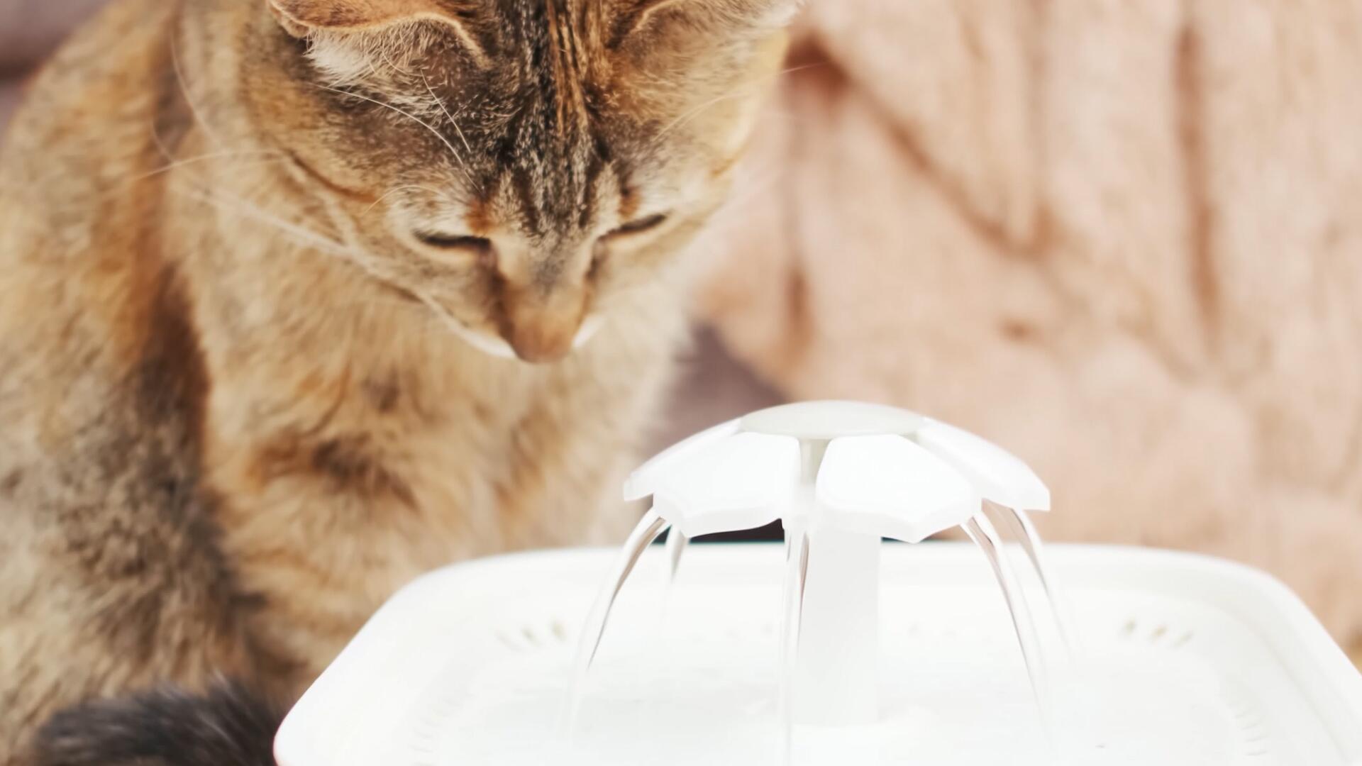 Was steckt dahinter, wenn die Katze zu wenig trinkt?