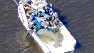 Rettung zweier verletzten Seekühe nahe Fort Myers