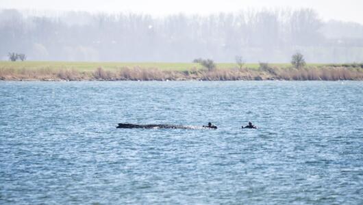 Buckelwal liegt weiter in Wismarer Bucht