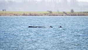 Buckelwal liegt weiter in Wismarer Bucht