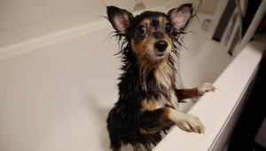 Warum nasse Hunde stinken – und was gegen den Geruch hilft
