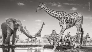 Wildlife Photographer of the Year
