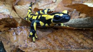 Feuersalamander