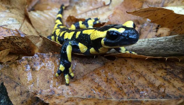 Feuersalamander