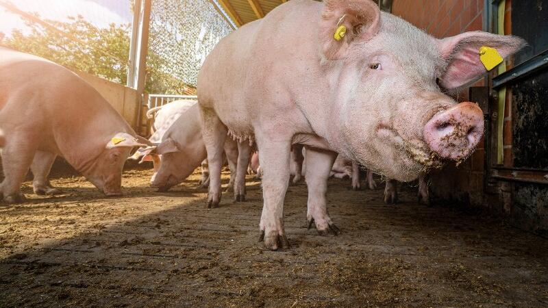 Ein Schwein steht im Stall.