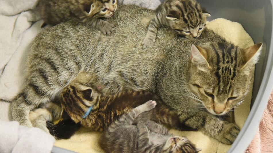 Außergewöhnlich viele Katzenbabys in sächsischen Tierheimen