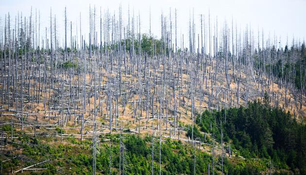 Waldsterben in Deutschland