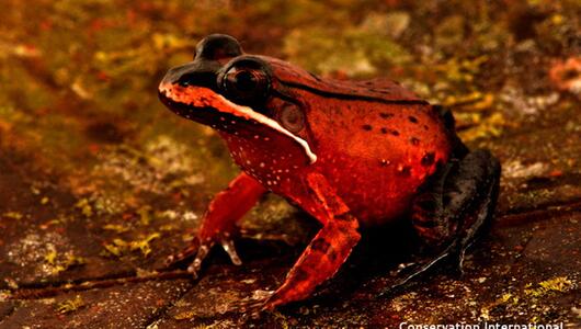 "Loreto White-lipped Frog