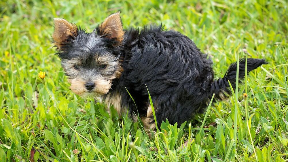 Einige Hund scharren nach dem Geschäft .