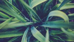 Yucca Palme vermehren