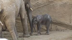 Erster Elefanten-Nachwuchs seit 1968 - "Kaja" ist der Star im Opel-Zoo