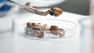 Psilocybin 