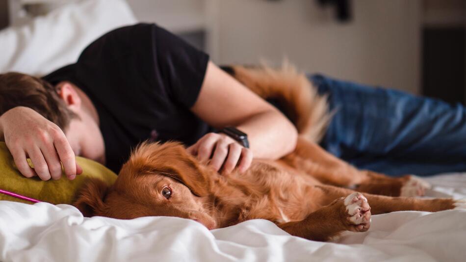 Diese Hunderassen kuscheln am Liebsten.