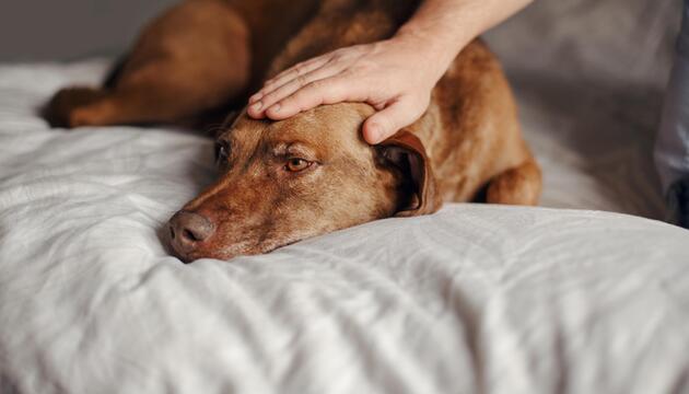 Hund Bett alt streicheln