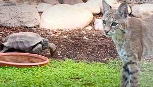 David gegen Goliath: Furchtlose Schildkröte stellt sich Luchs entgegen