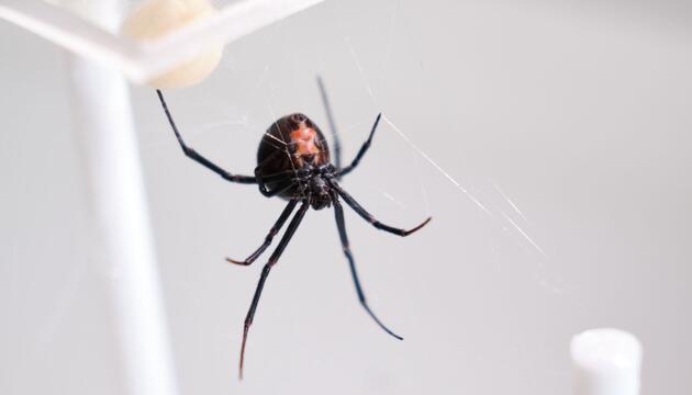 Australische Rotrückenspinne
