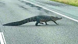 Alligator spaziert über Interstate in Alabama – Autofahrer staunen