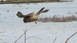 Perfekte Balance: Turmfalke steht bewegungslos im Wind